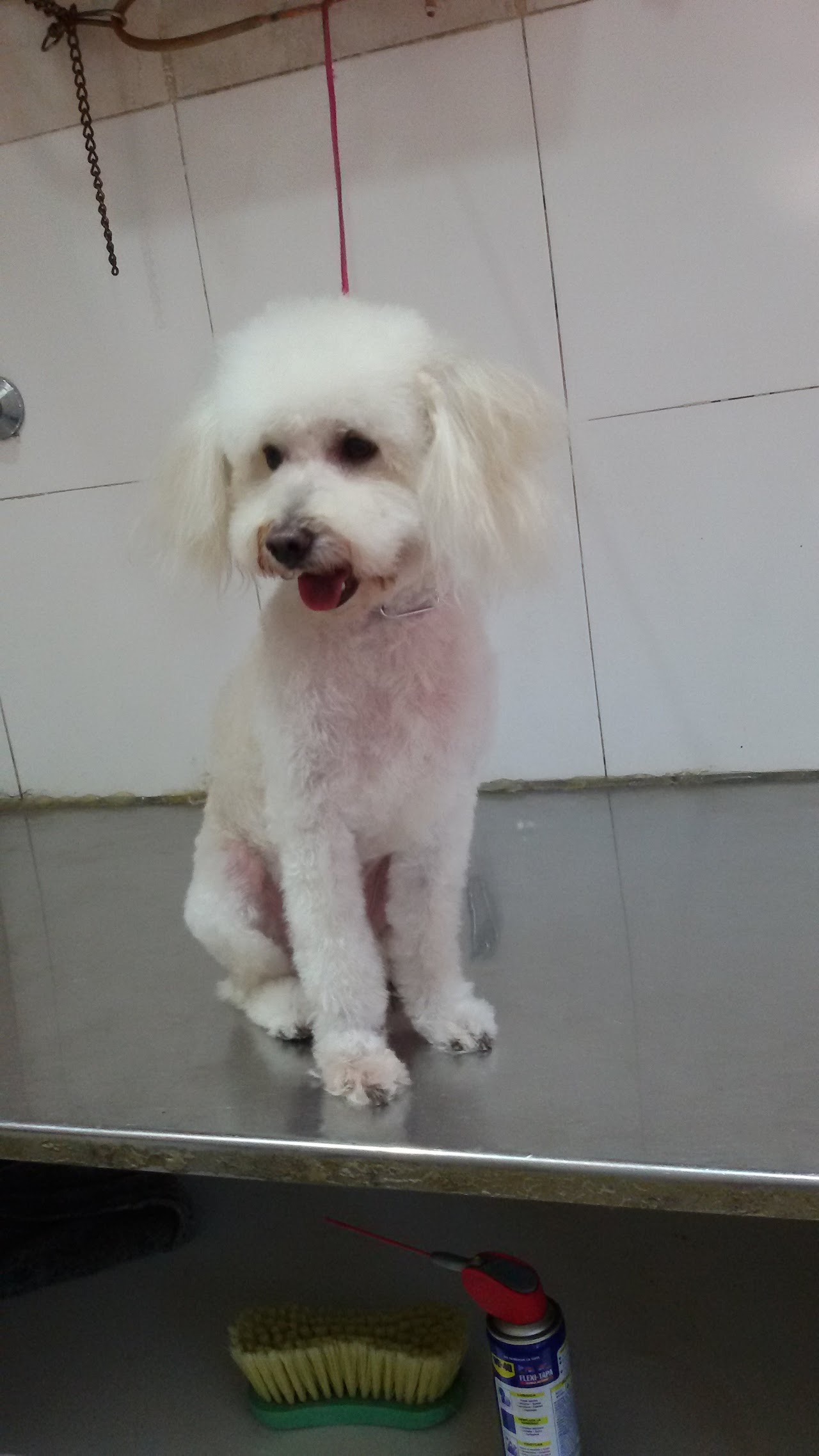 Peluquería canina con perro siendo peinado