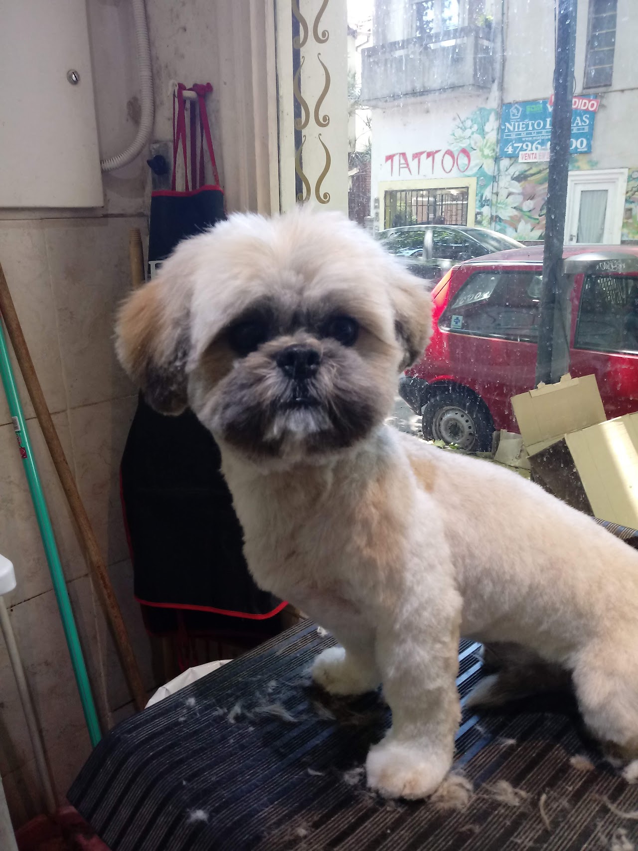 Servicio de peluquería canina en Veterinaria San Roque
