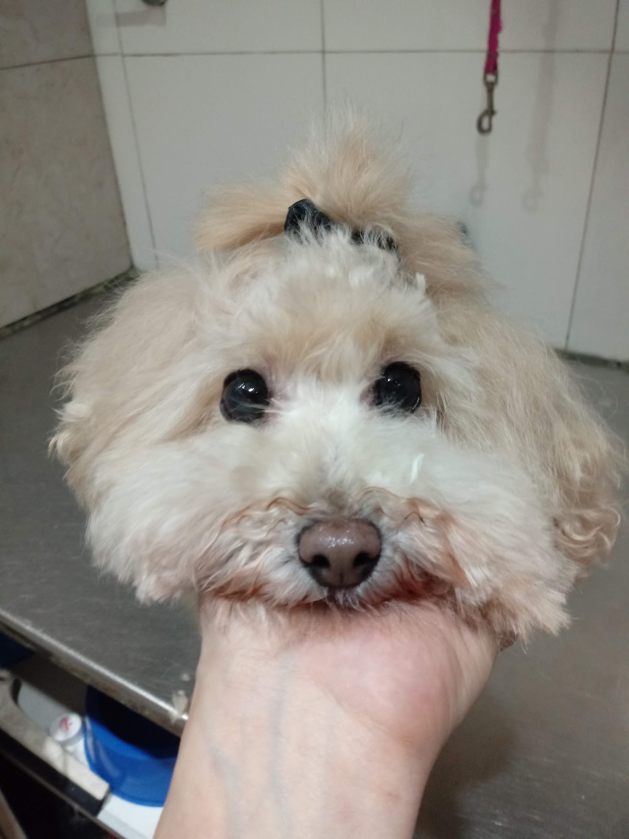 Baño y peluquería de mascotas en Veterinaria San Roque